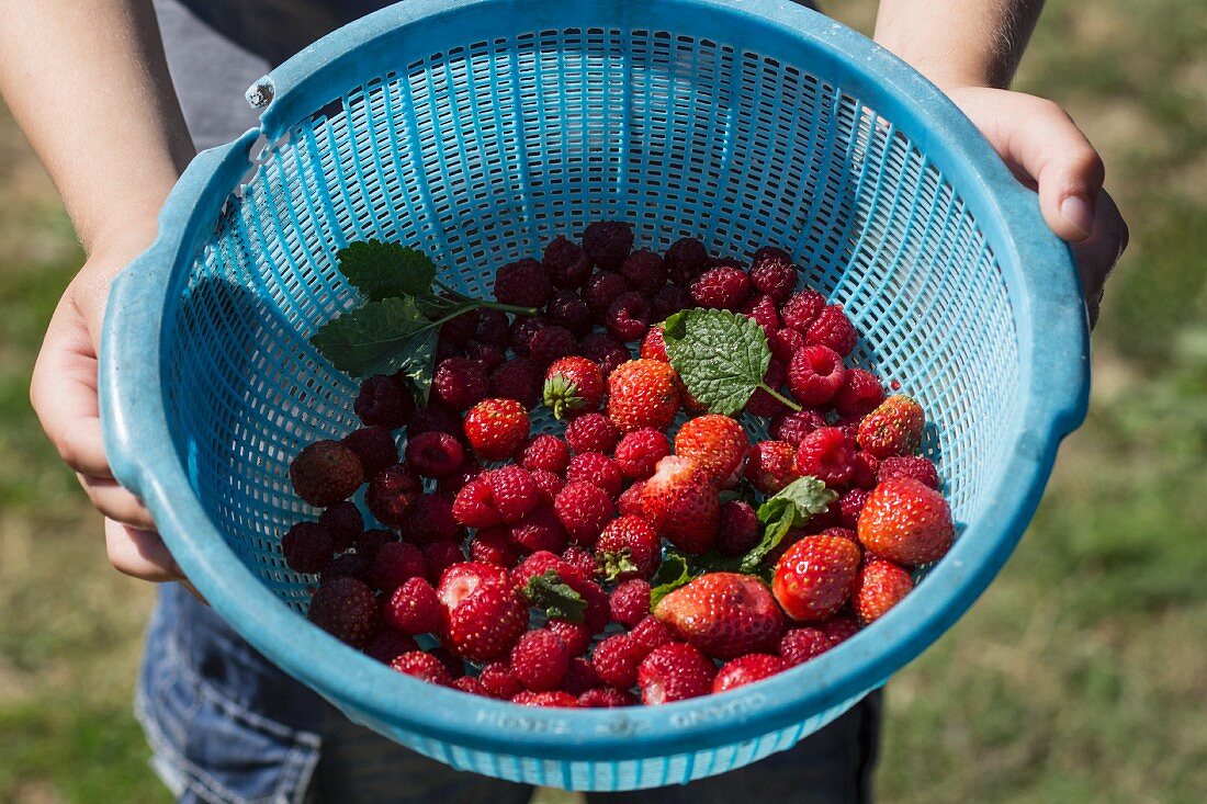 Person hält Plastikschüssel mit frisch gepflückten Himbeeren & Erdbeeren