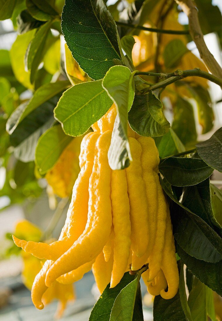 A Buddha's hand lemon on a tree