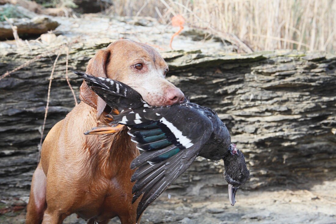 A hound with a duck