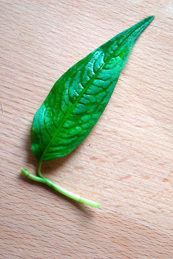 A Vietnamese coriander leaf