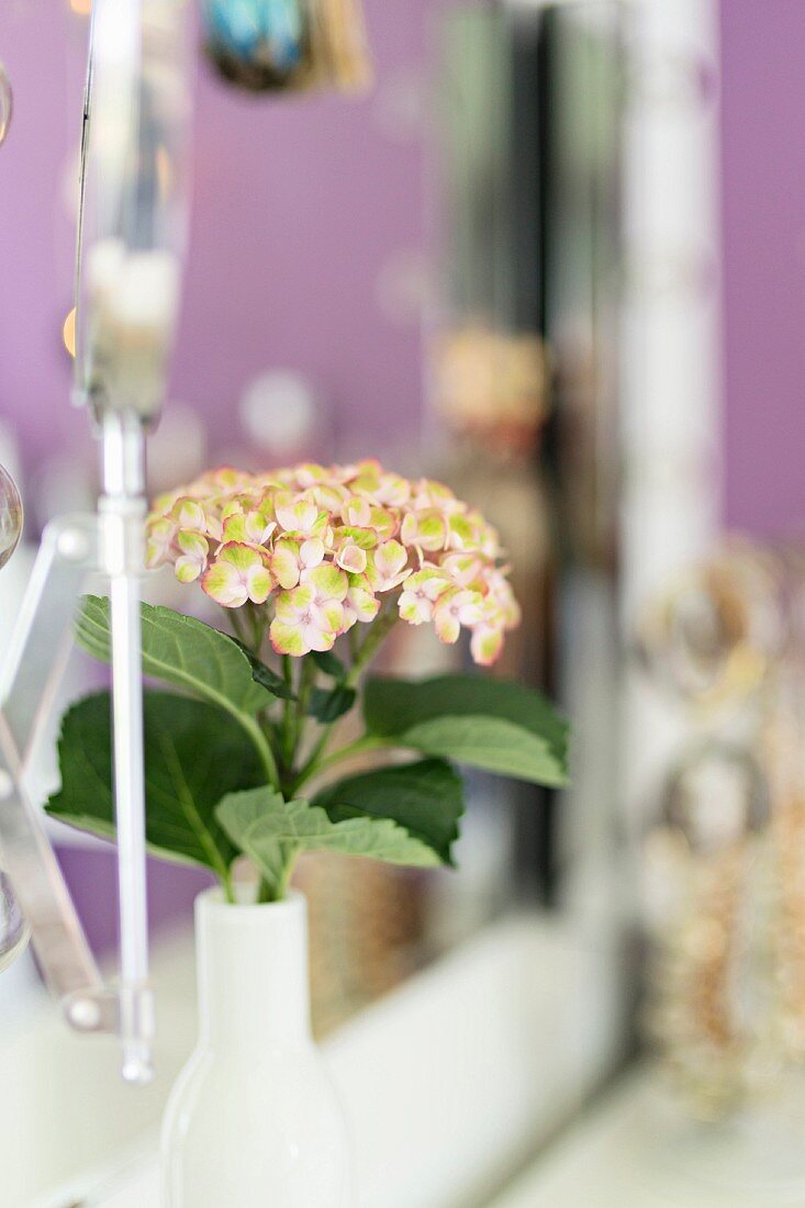 Hydrangea in white vase on dressing table in front of mirror