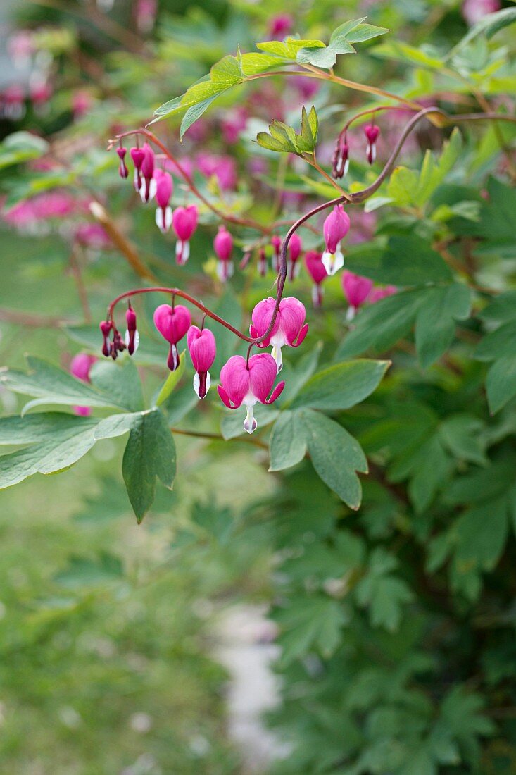 Tränendes Herz im Garten