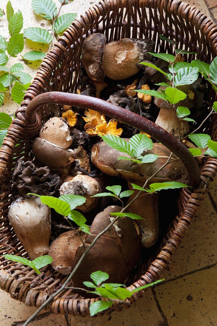 Fresh wild mushrooms in a wicker basket