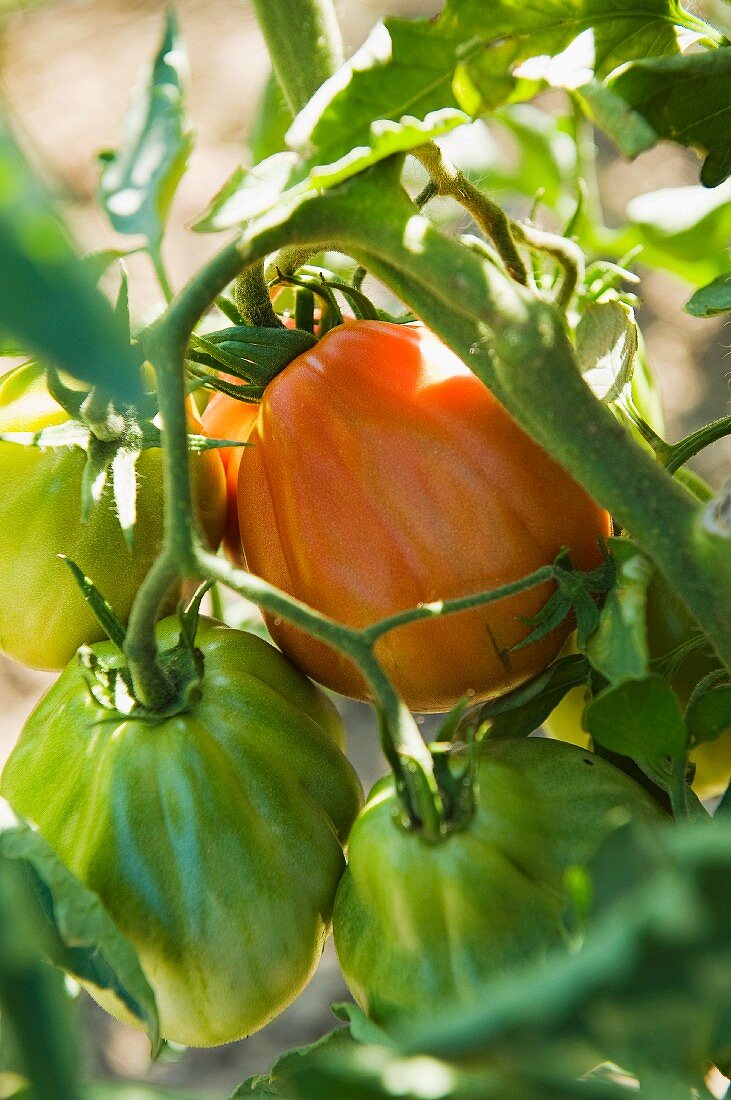 Büffelherztomaten am Strauch