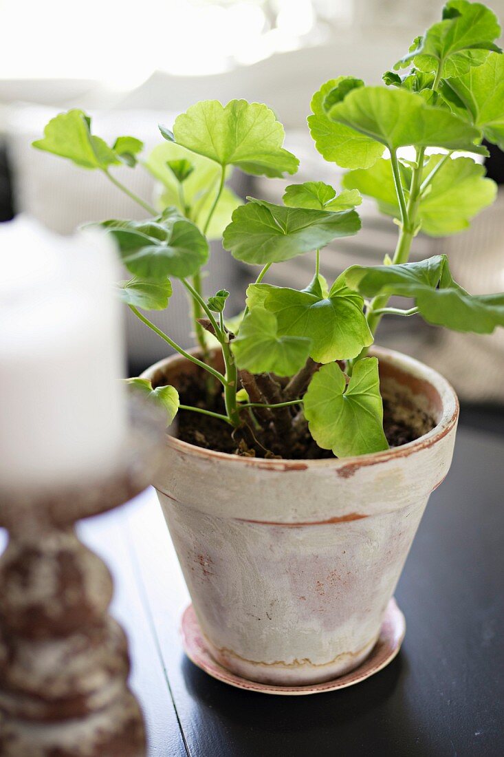 Geranium in terracotta pot