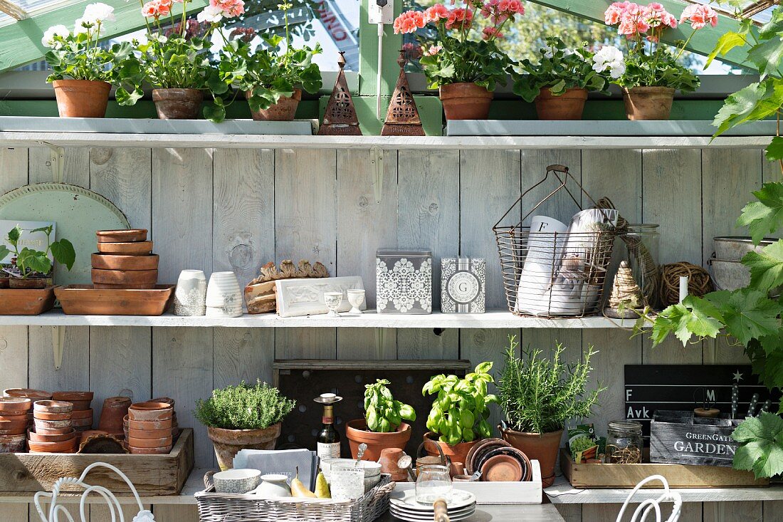 Shelves of gardening utensils, potted herbs and potted geraniums in greenhouse