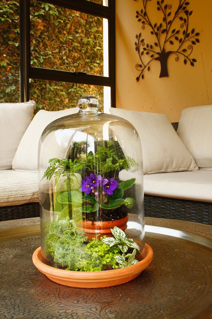 Mini-Garten unter Glasglocke, auf Tisch in Wohnzimmerecke