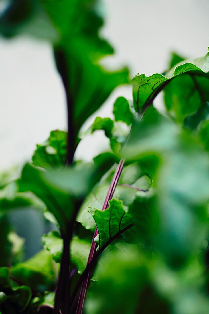 Rote-Bete-Blätter im Garten (Close Up)