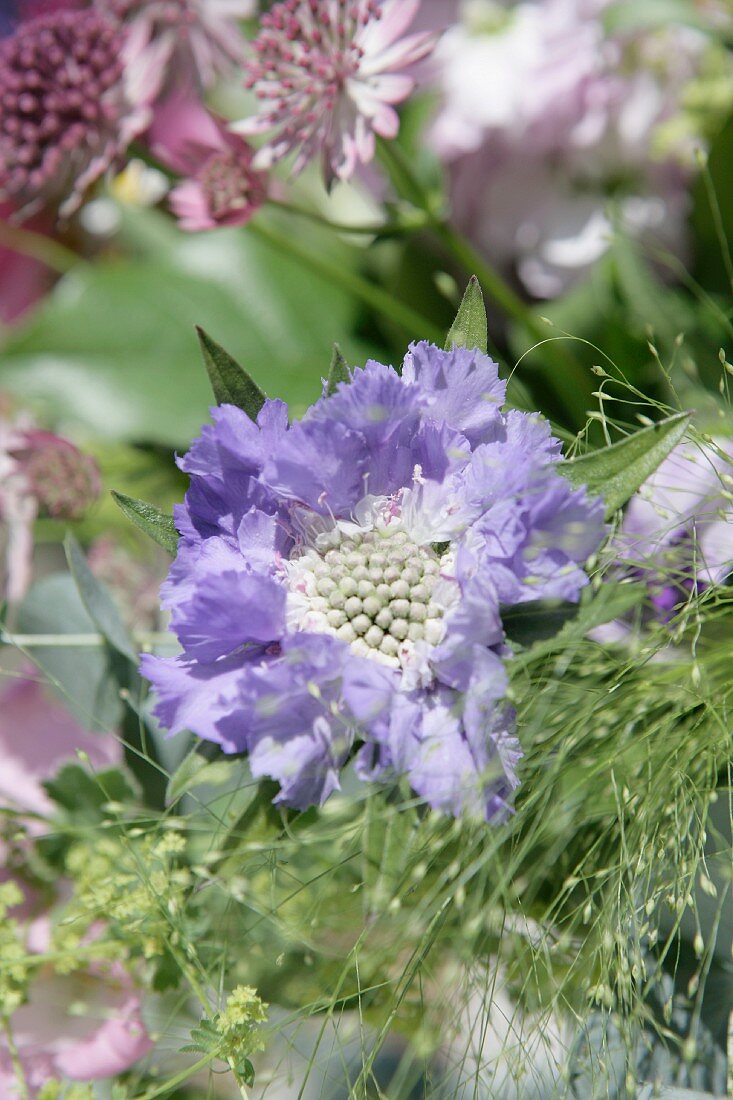 Pale purple scabious