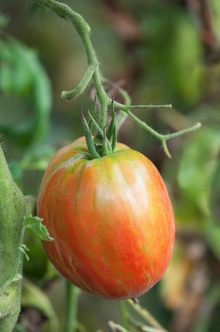 A tomato on a plant (close-up)