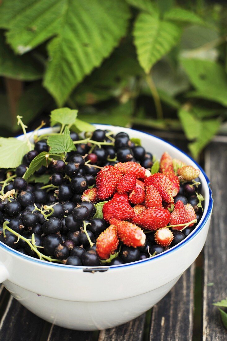 Schwarze Johannisbeeren und Walderdbeeren in Schüssel auf Holztisch