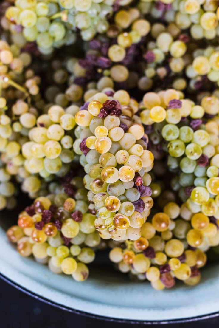 A bowl of fresh grapes (close-up)