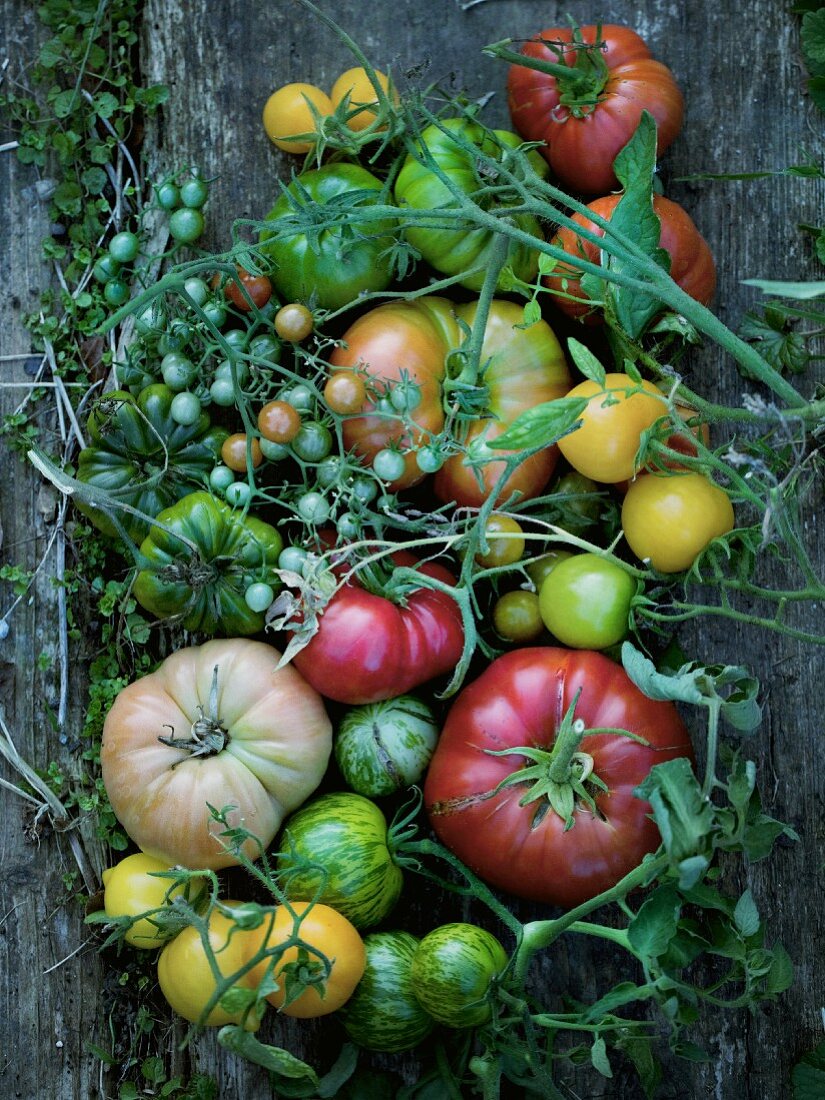 Various types of tomatoes on a wooden surface (seen from above)