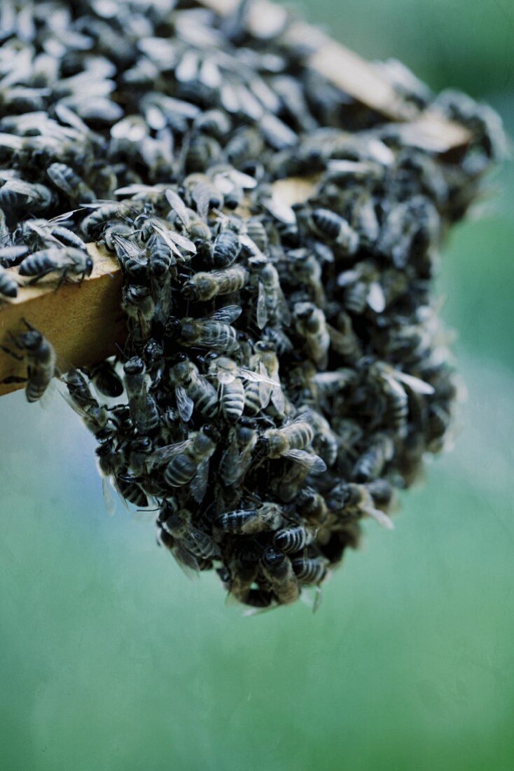 Bienenschwarm auf Wabe