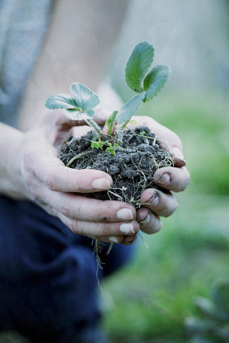 Hands holding a strawberry plant