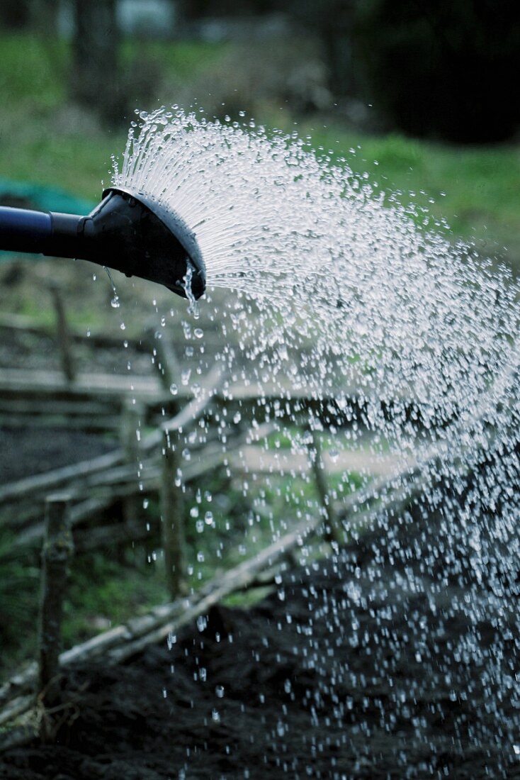 A vegetable patch being watered with a watering can