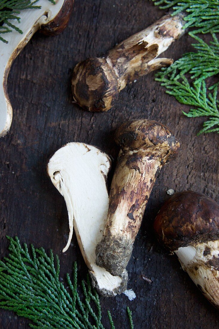 A fresh matsutake mushroom