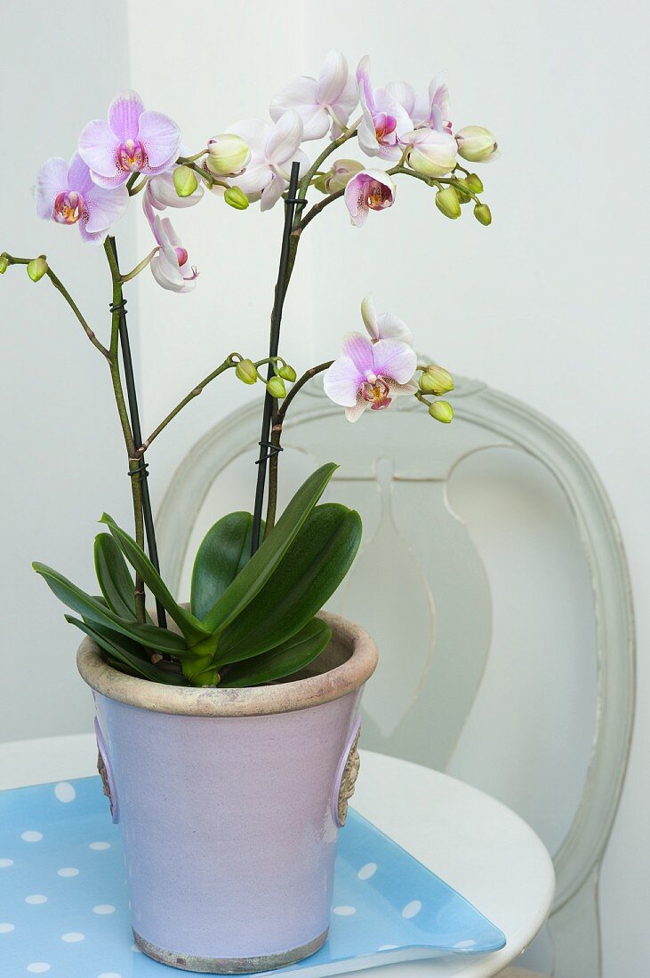 A purple and white orchid in a pastel purple pot on a polka dot tray with a Gustavian chair