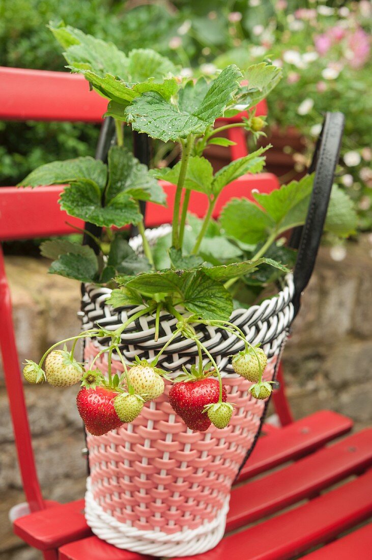A strawberry plant in a decorative woven plastic pot on a red garden chair