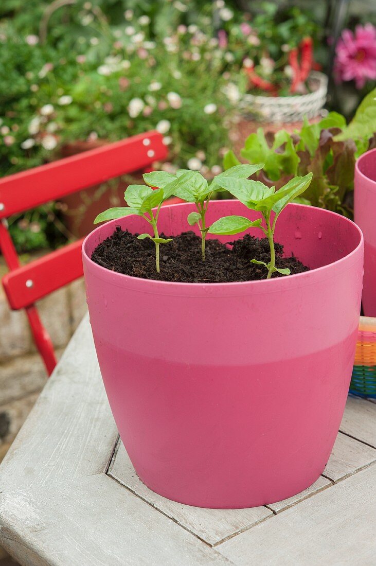 Basil seedling in a pink plastic pot outside on a garden table