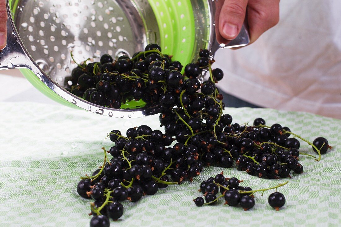 Blackcurrants being tipped out of a colander