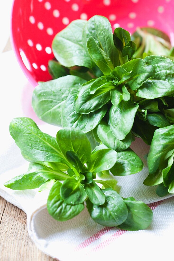 Fresh lamb's lettuce on a tea towel