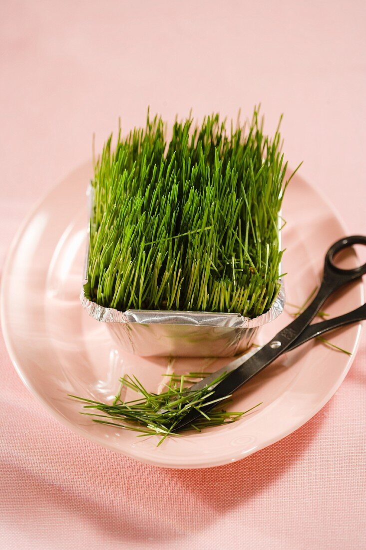 Fresh wheatgrass in an aluminium dish