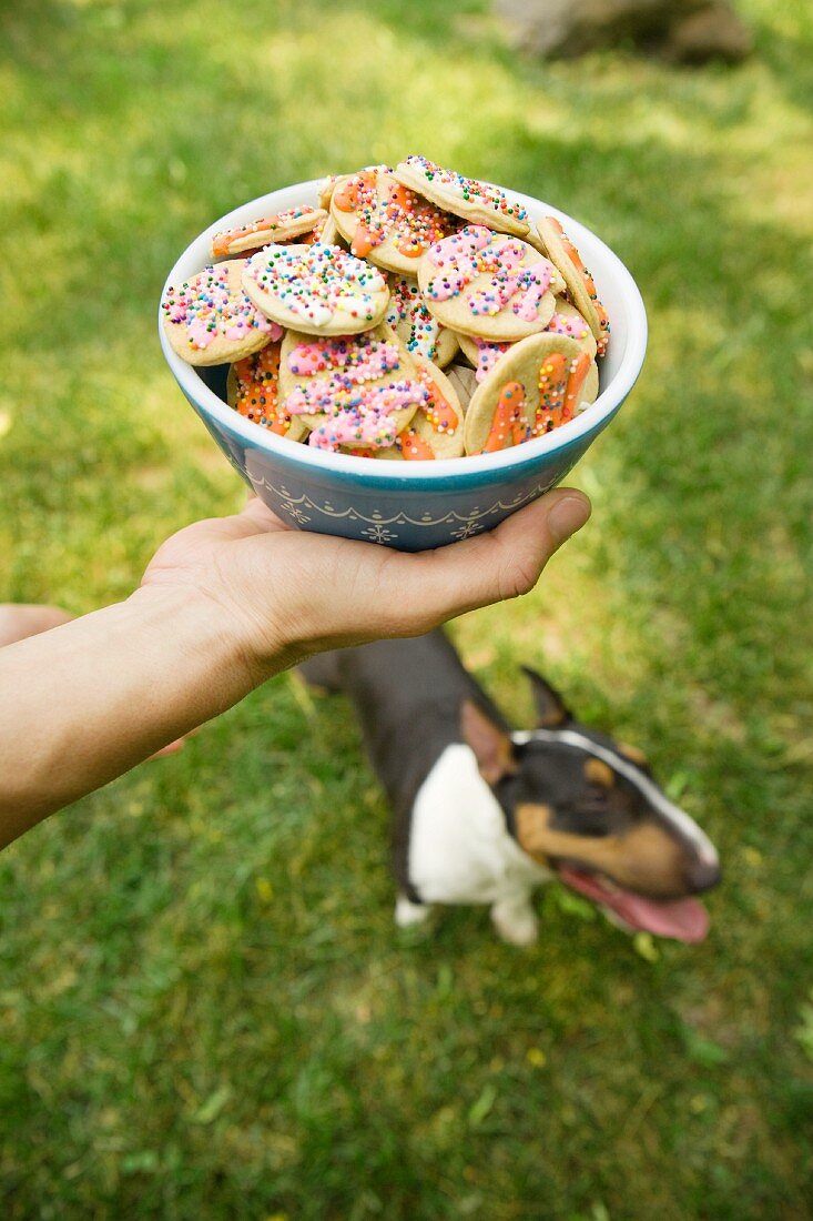 A bowl of biscuits decorated with sugar sprinkles with a dog in a field in the background
