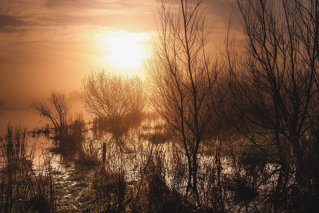 Sunrise through fog and marsh landscape, Gloucestershire, England, UK