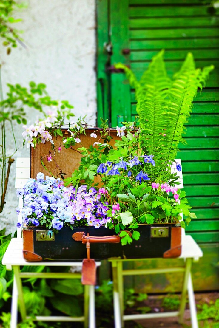A suitcase planted with summer flowers and ferns