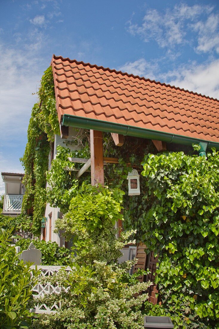 Rustic house with climber-covered façade