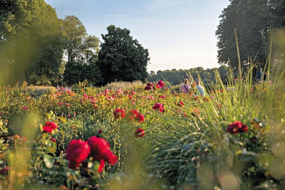 A view of the flowers in the Hamburg Stadtpark