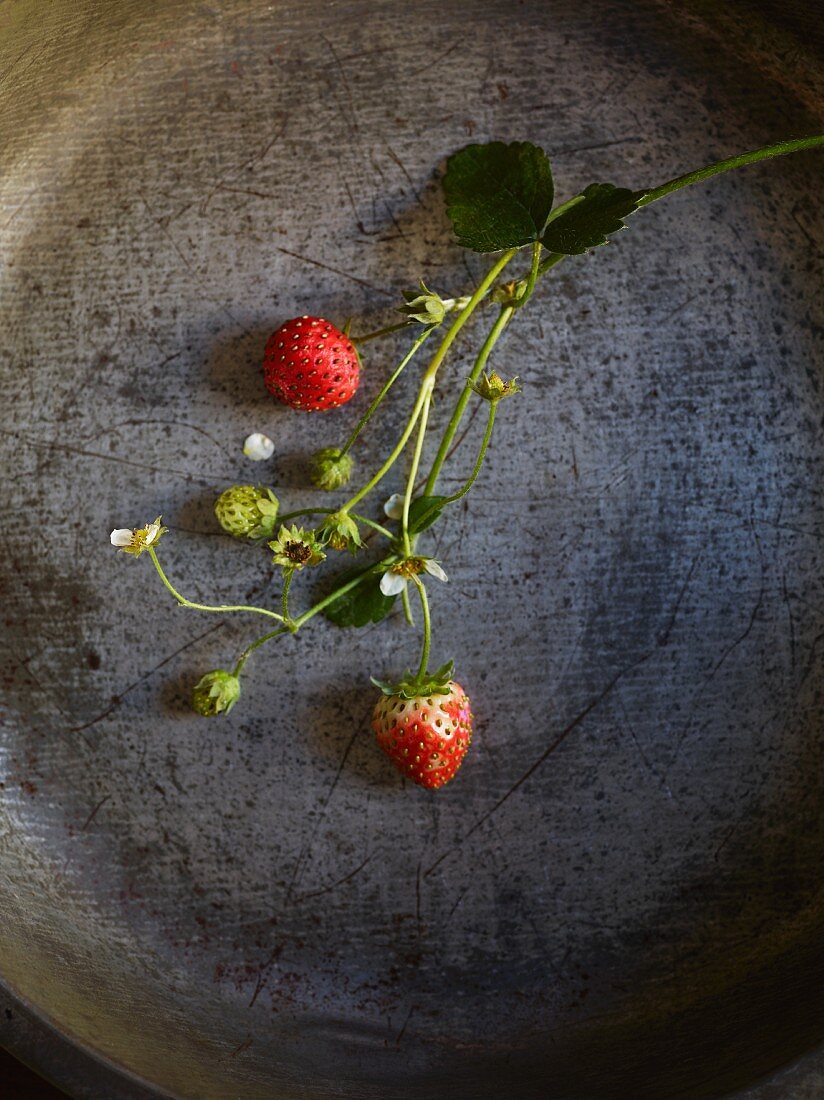 Strawberries on stems in a metal dish