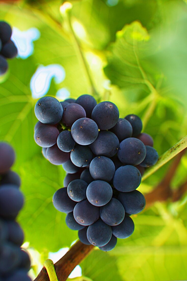 Ripe pinot noir grapes on a vine (Austria)