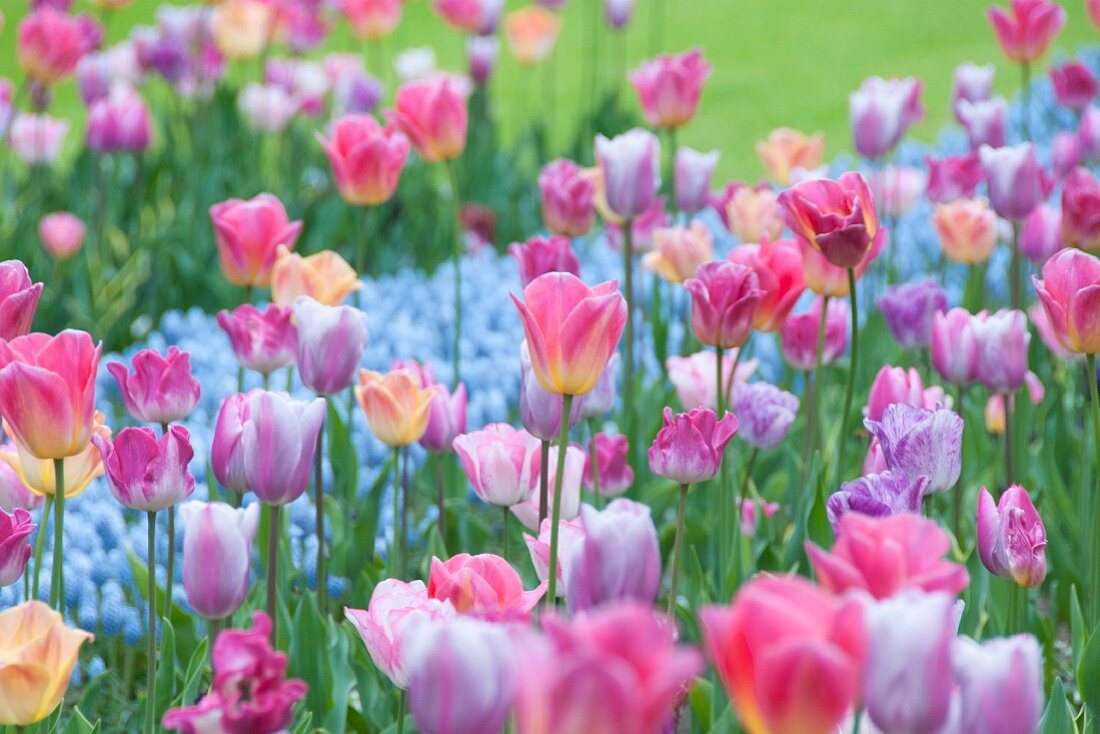 Tulpenbeete mit pastellfarbenen Tulpen (Keukenhof, Niederlande)