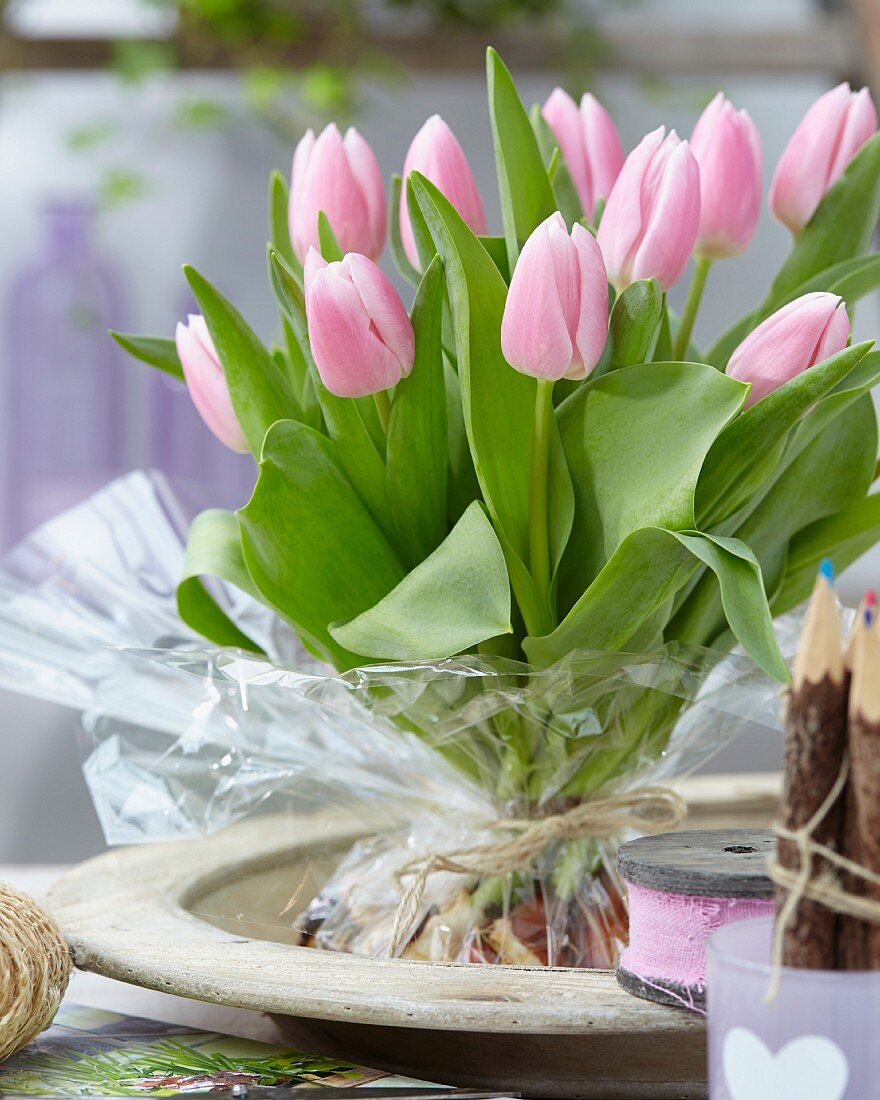 Tulipa 'Gabriella'