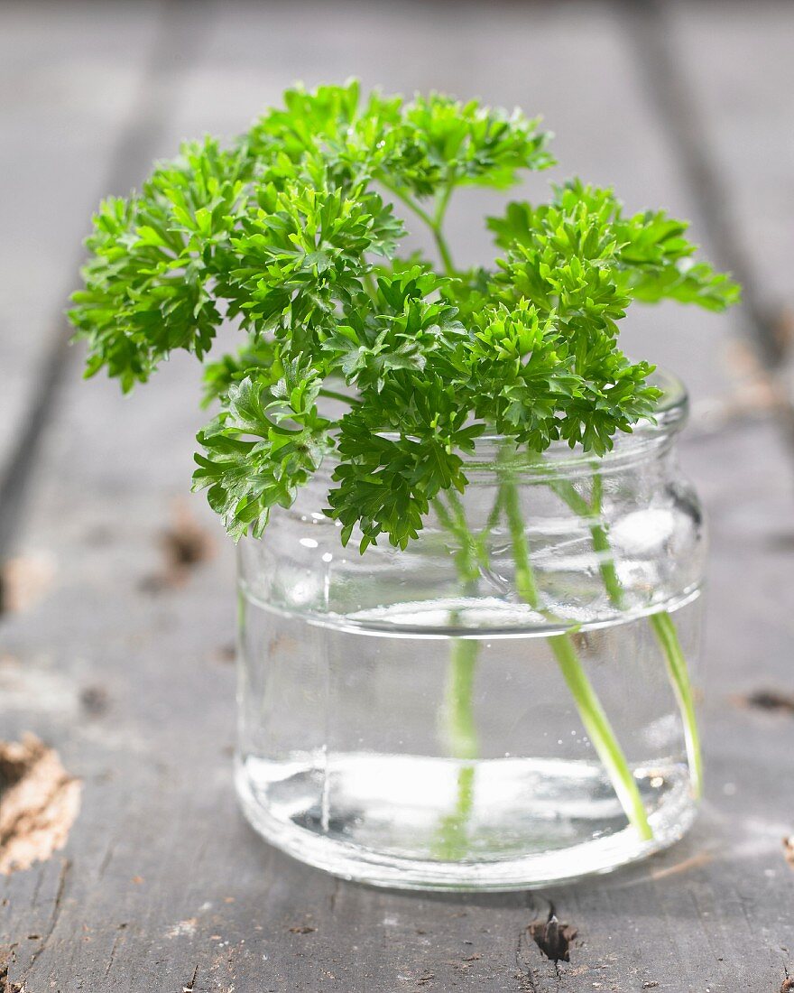Sprigs of parsley in a glass of water (close-up)