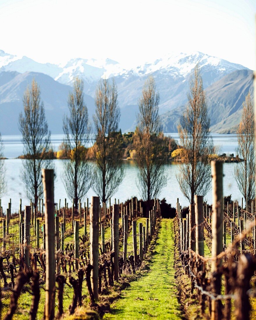 Weinberg in Central Otago, Neuseeland