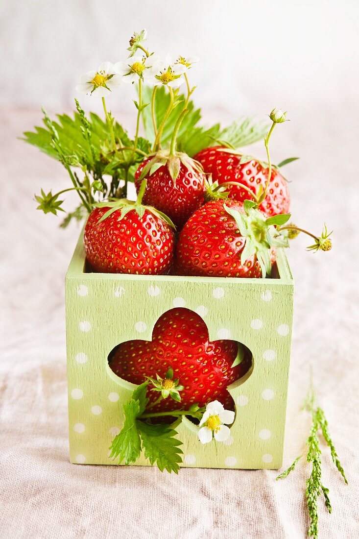 Fresh strawberries in a square vase