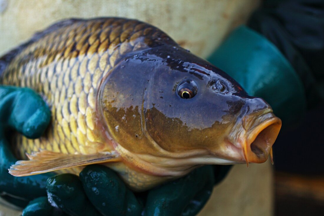 A fisherman holding a freshly caught carp