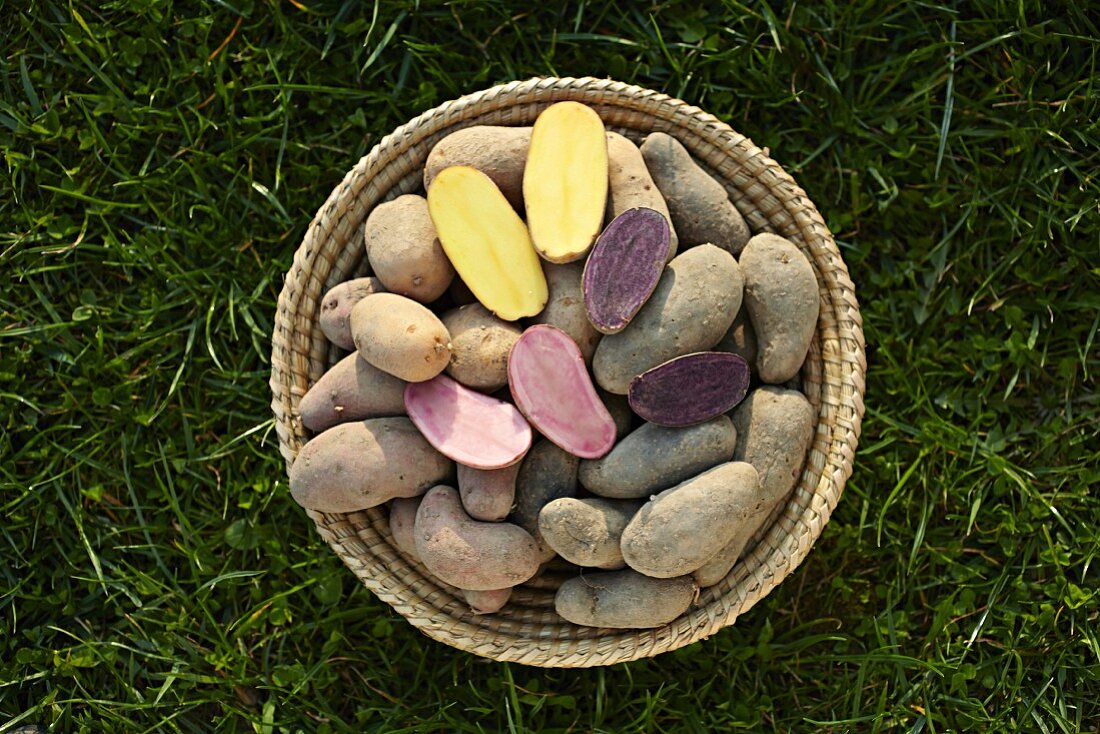Various types of potatoes in a basket in a field