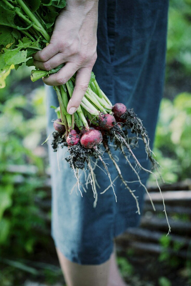 A hand holding freshly harvested radishes