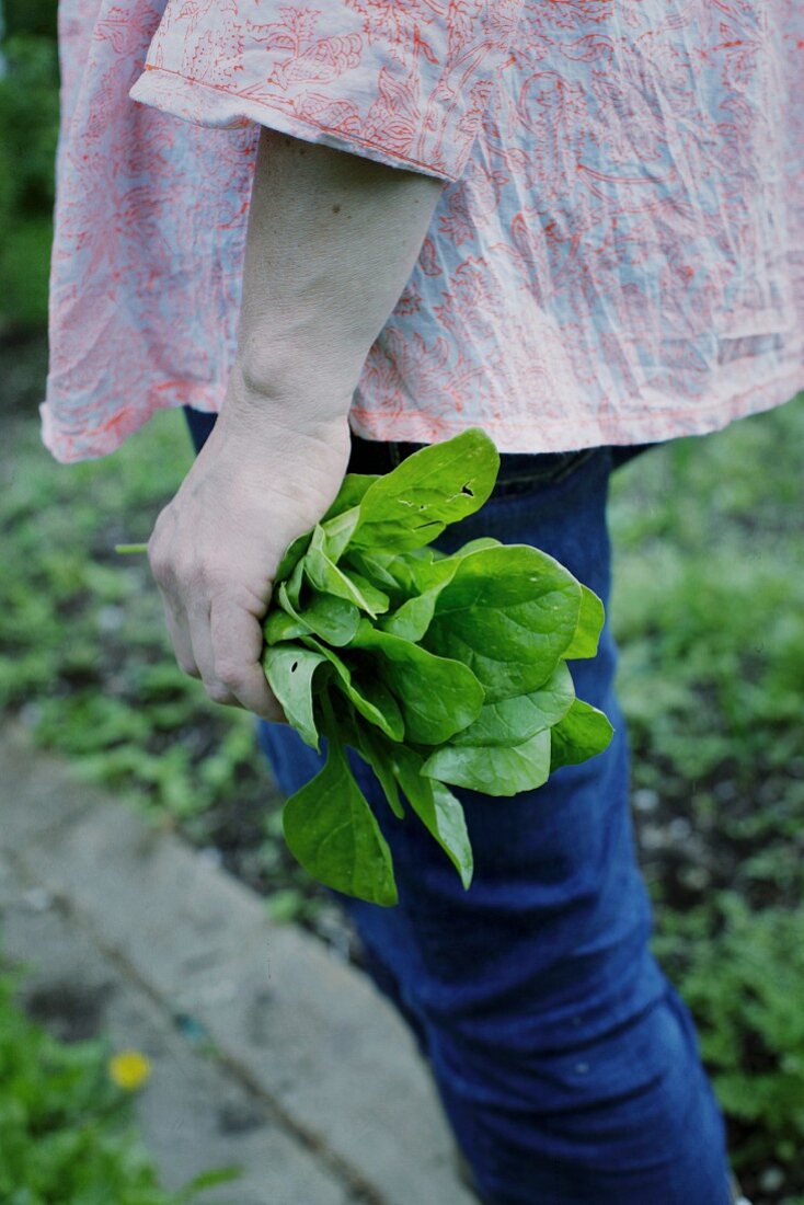 A hand holding freshly harvested spinach