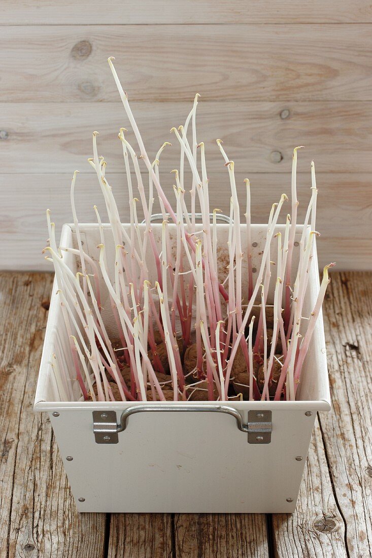 Sprouting potatoes in a bin