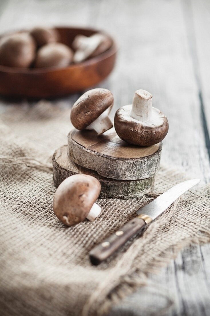 Frische braune Champignons auf Baumscheiben und Jute