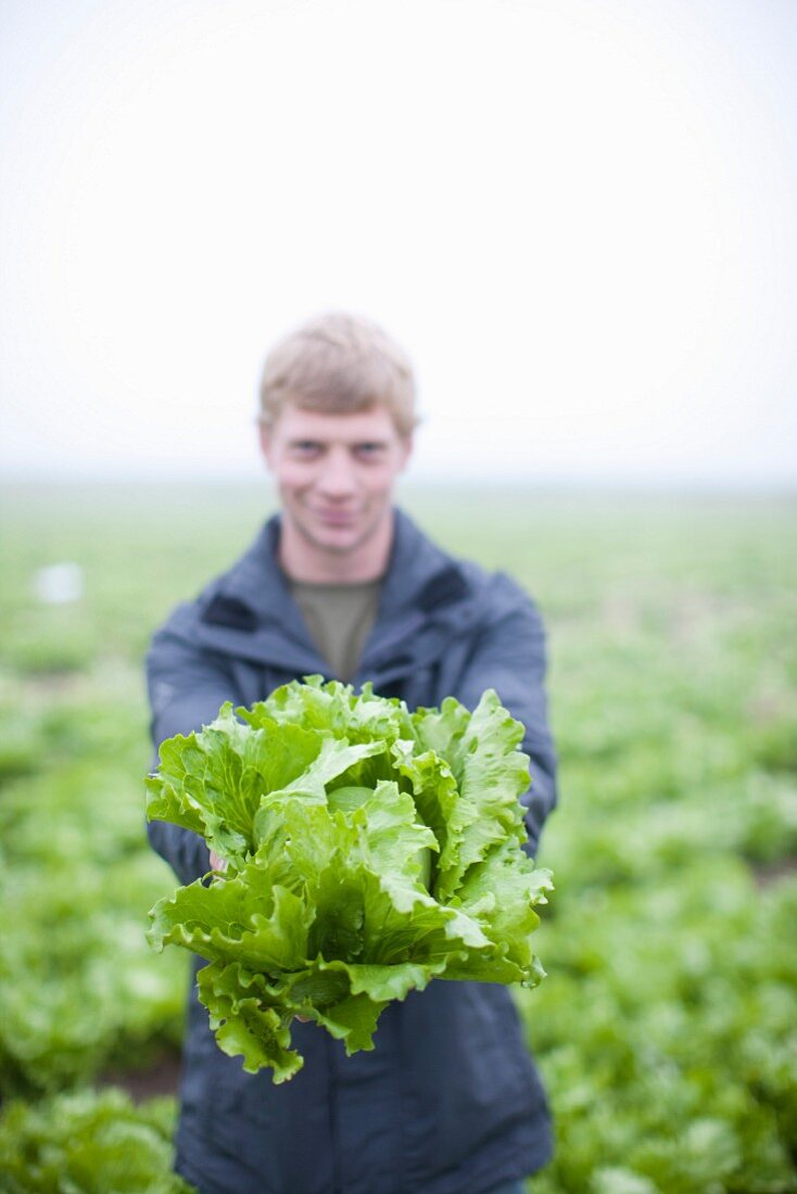Junger Mann präsentiert Bio-Salatkopf auf dem Feld