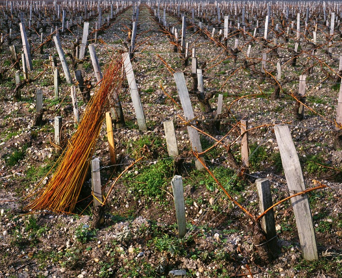 Bündel von Korbweiden im beschnittenen Weinberg von Château Palmer (Frankreich)