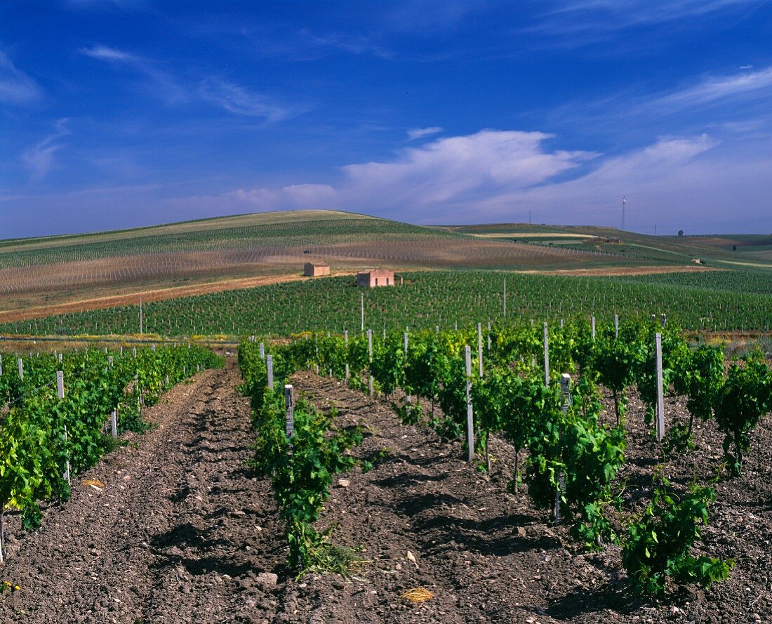 Weinberge von Carlo Pellegrino mit Chardonnay, Cabernet Sauvignon und traditionellen sizilianischen Weinsorten (Marsala, Provinz Trapani, Sizilien, Italien)