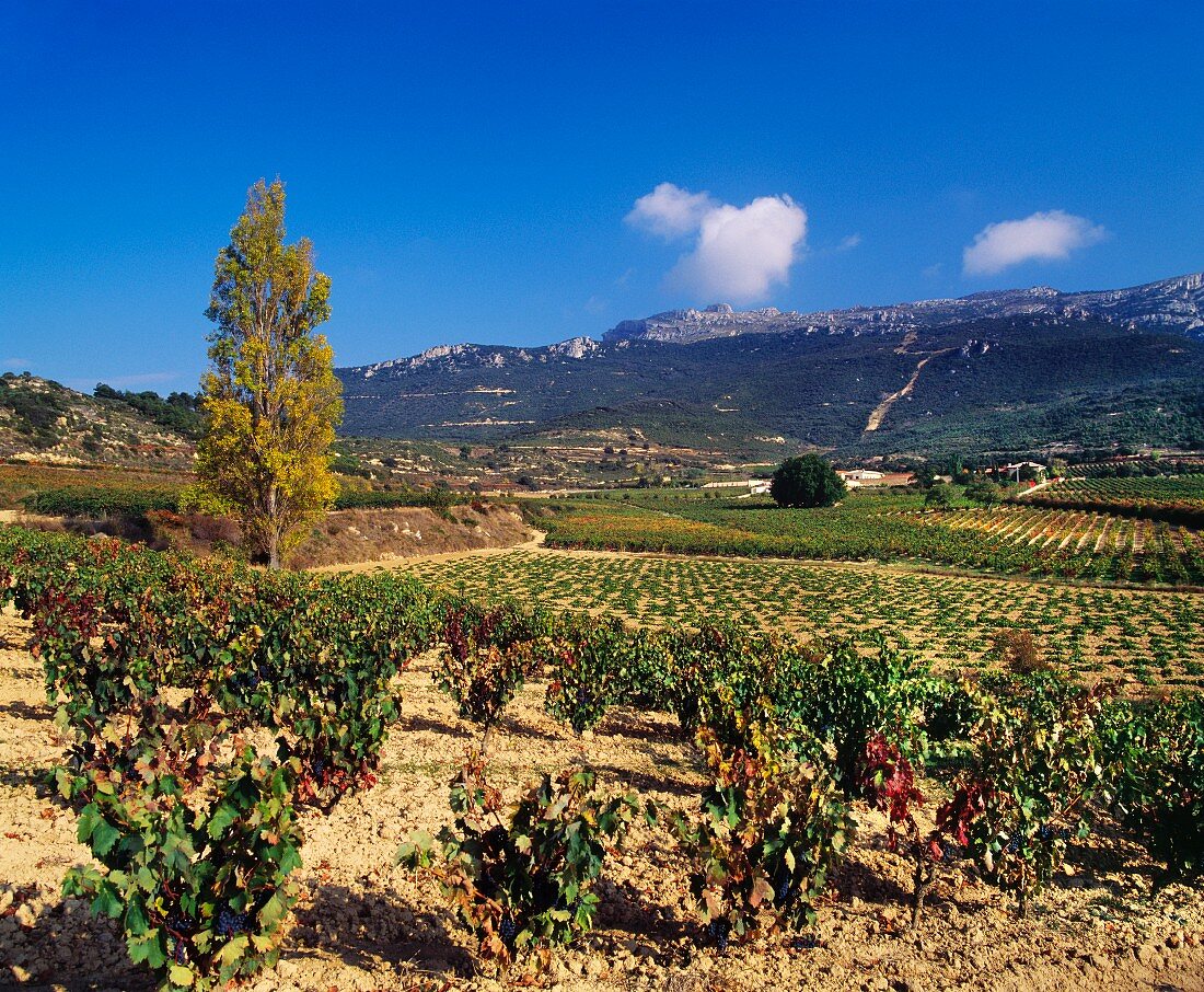 Weinberge des Remelluri Weinguts vor der Sierra de Cantabria (Labastida, Alava, Spanien)
