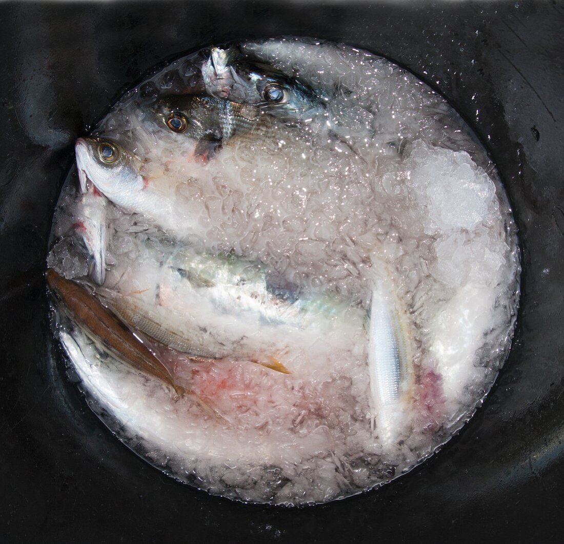 Frische Fische im Eis